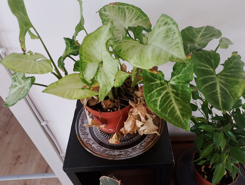 Syngonium — Bild 1