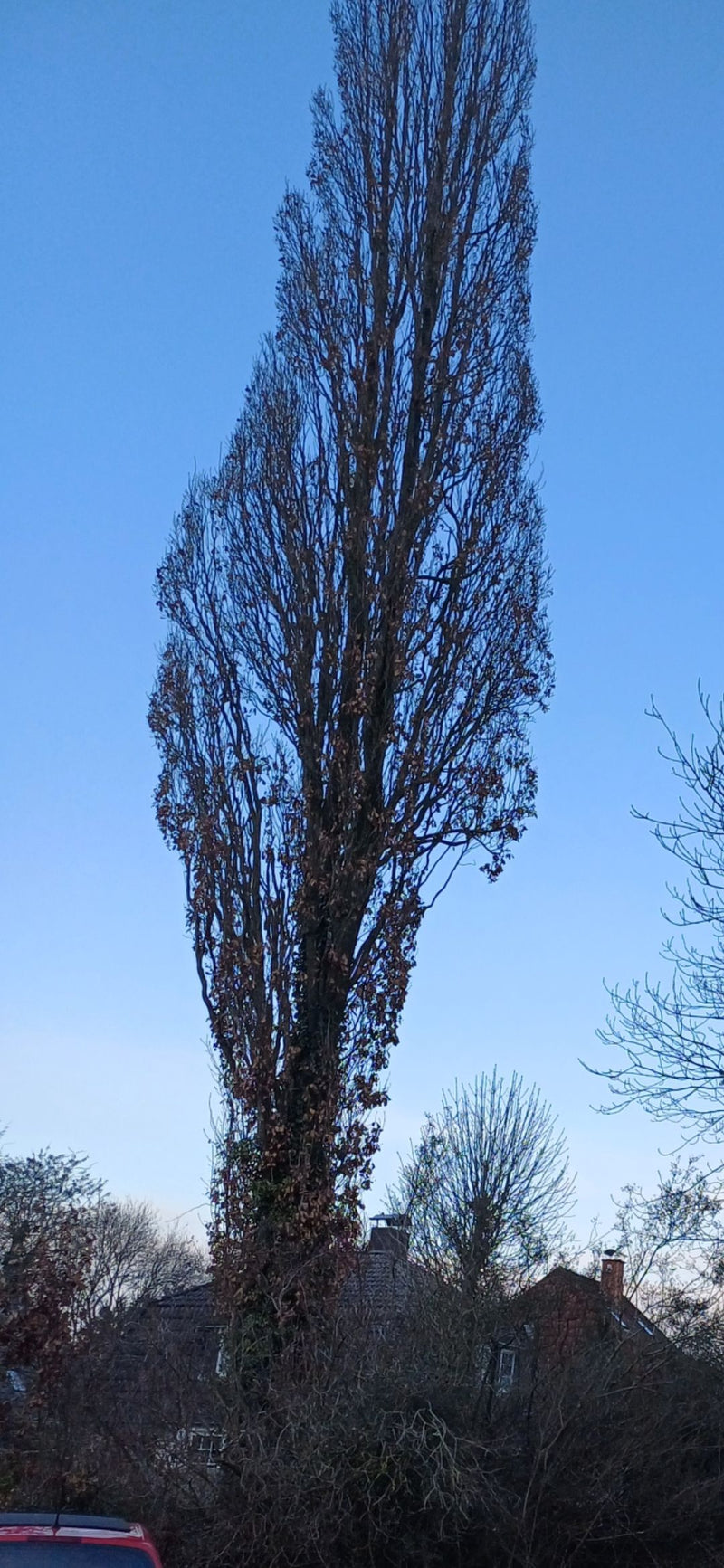 Schwarz-Pappel — Bild 5