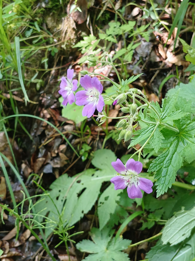 Pyrenäen-Storchschnabel — Bild 5