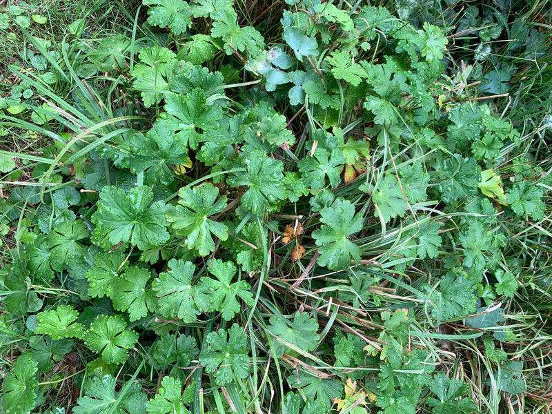 Pyrenäen-Storchschnabel — Bild 2 von 15
