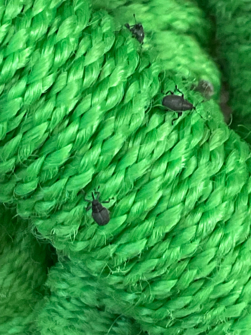 Rüsselkäfer (Gattung Anthonomus) — Bild 1