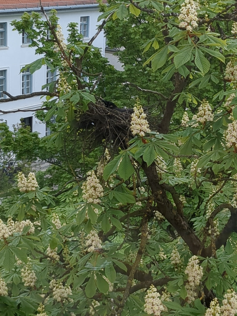 Rabenkrähe — Bild 5