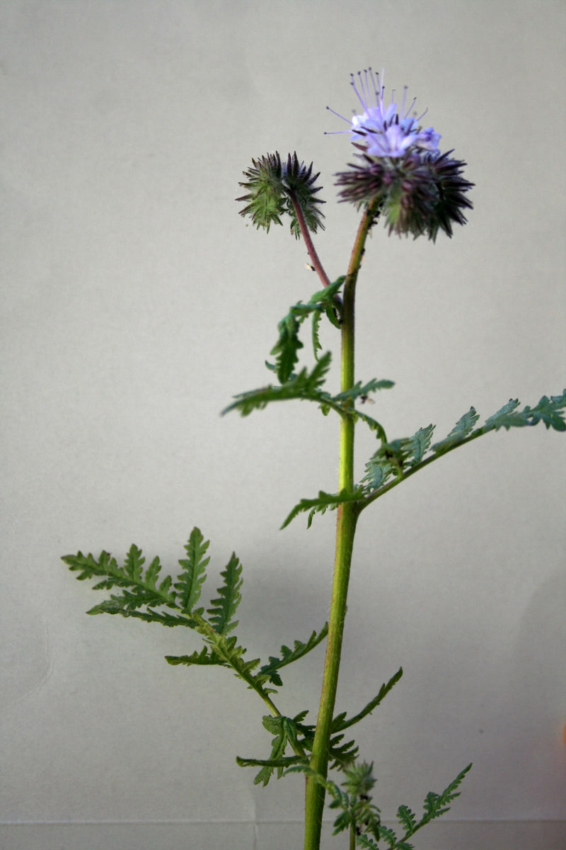 Phacelia — Bild 3