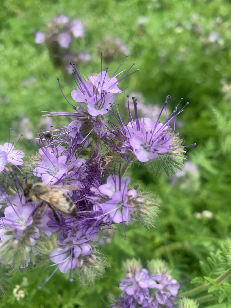Phacelia — Bild 4