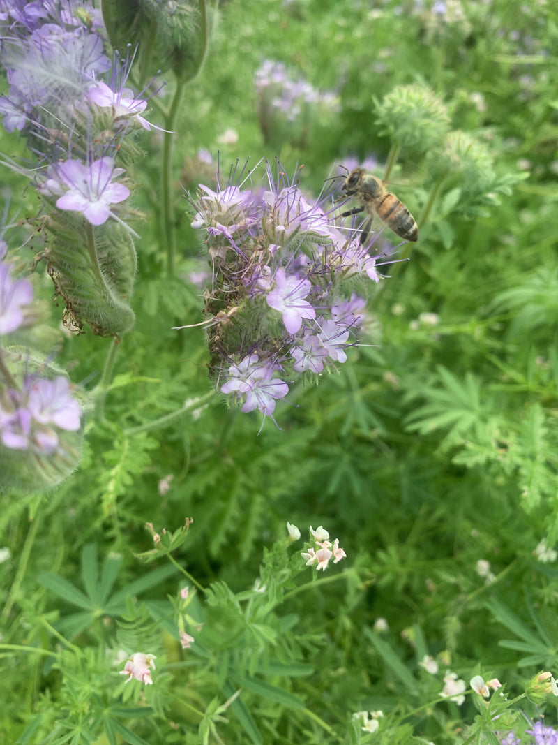 Phacelia — Bild 5