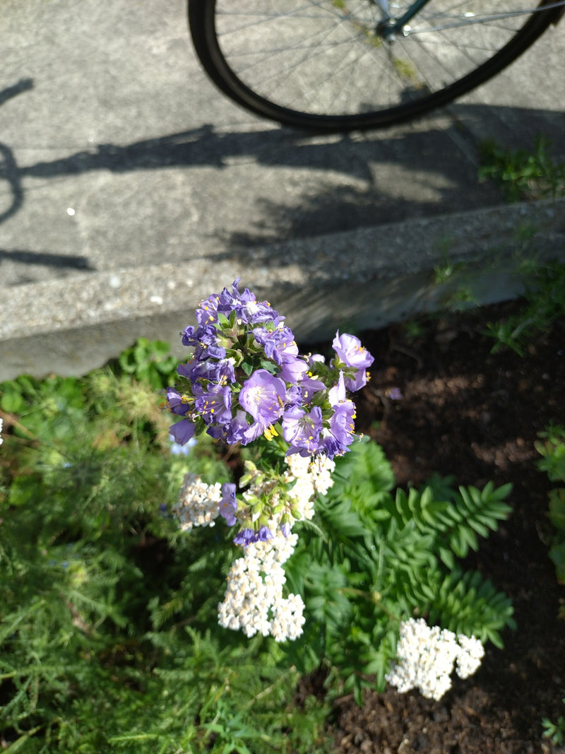 Phacelia — Bild 1