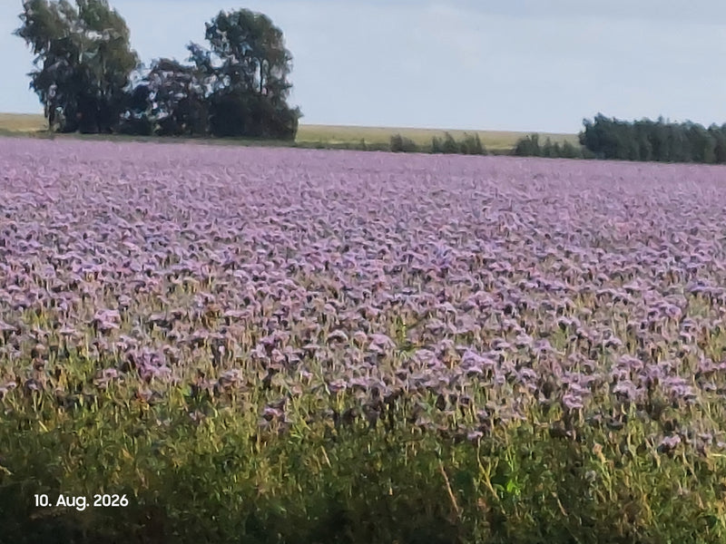 Phacelia — Bild 2