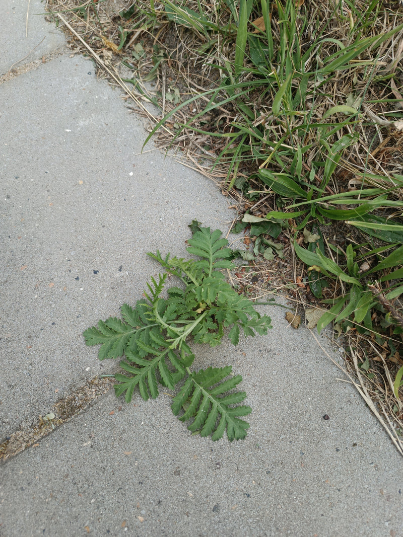 Rainfarn — Bild 2