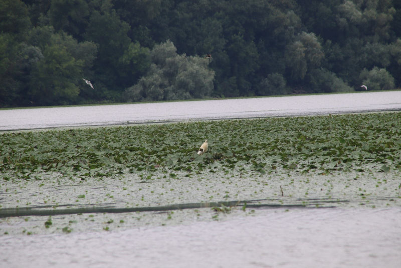 Rallenreiher — Bild 1 von 1