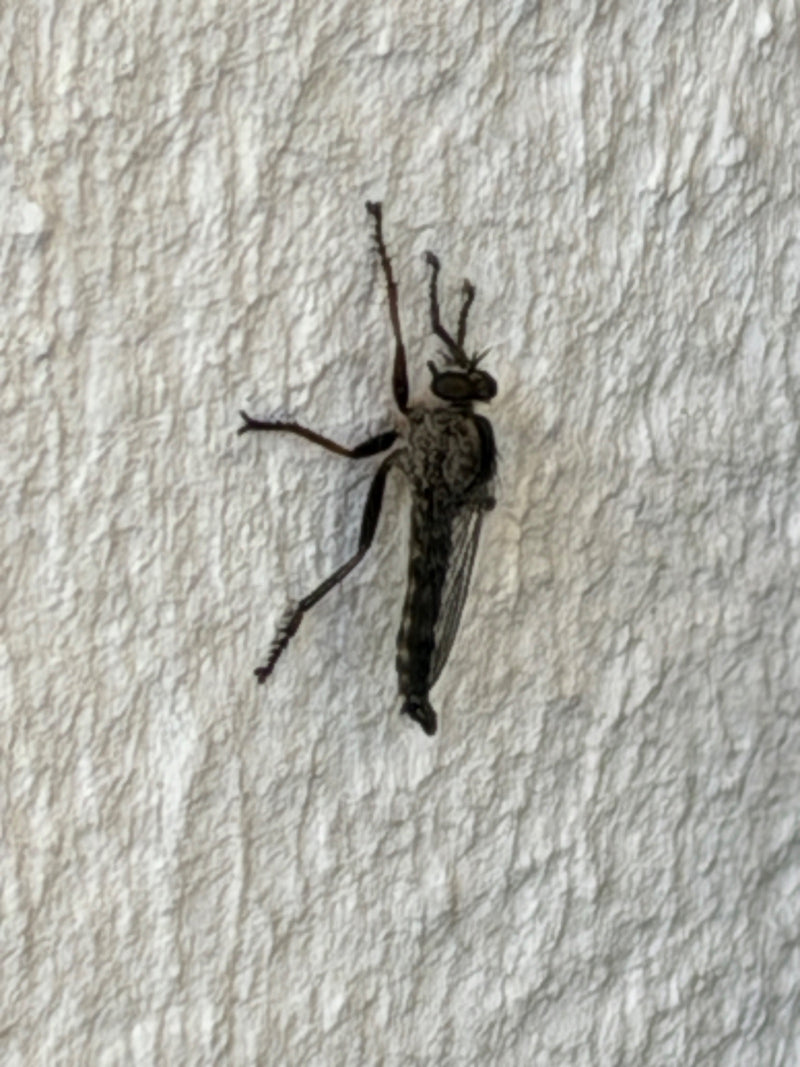 Raubfliege — Bild 2