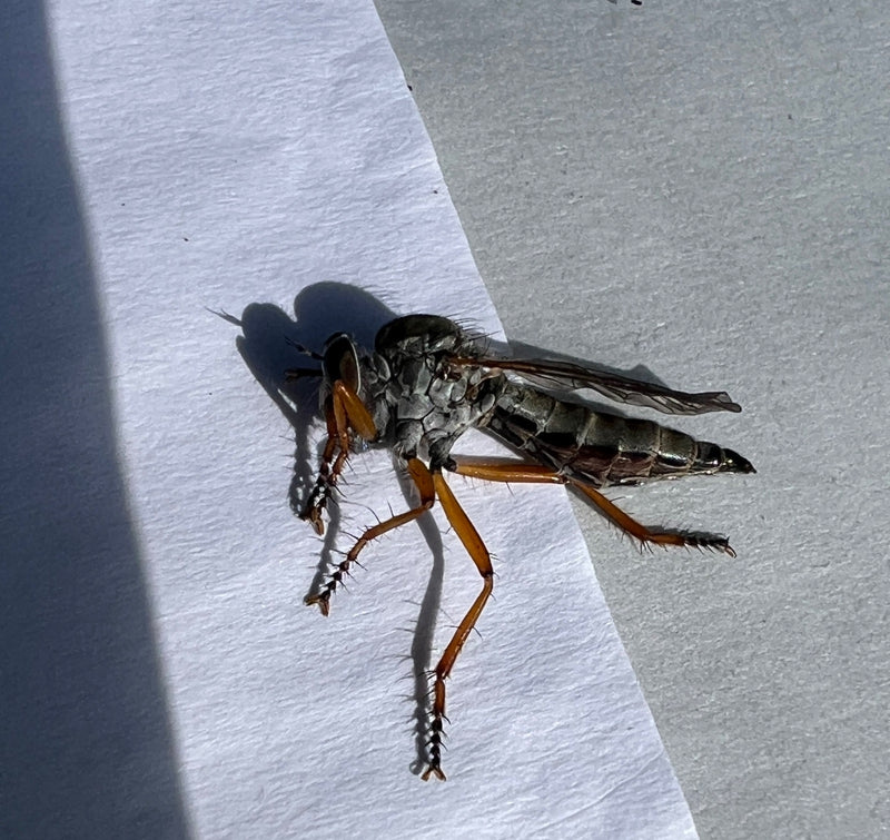 Raubfliege — Bild 3