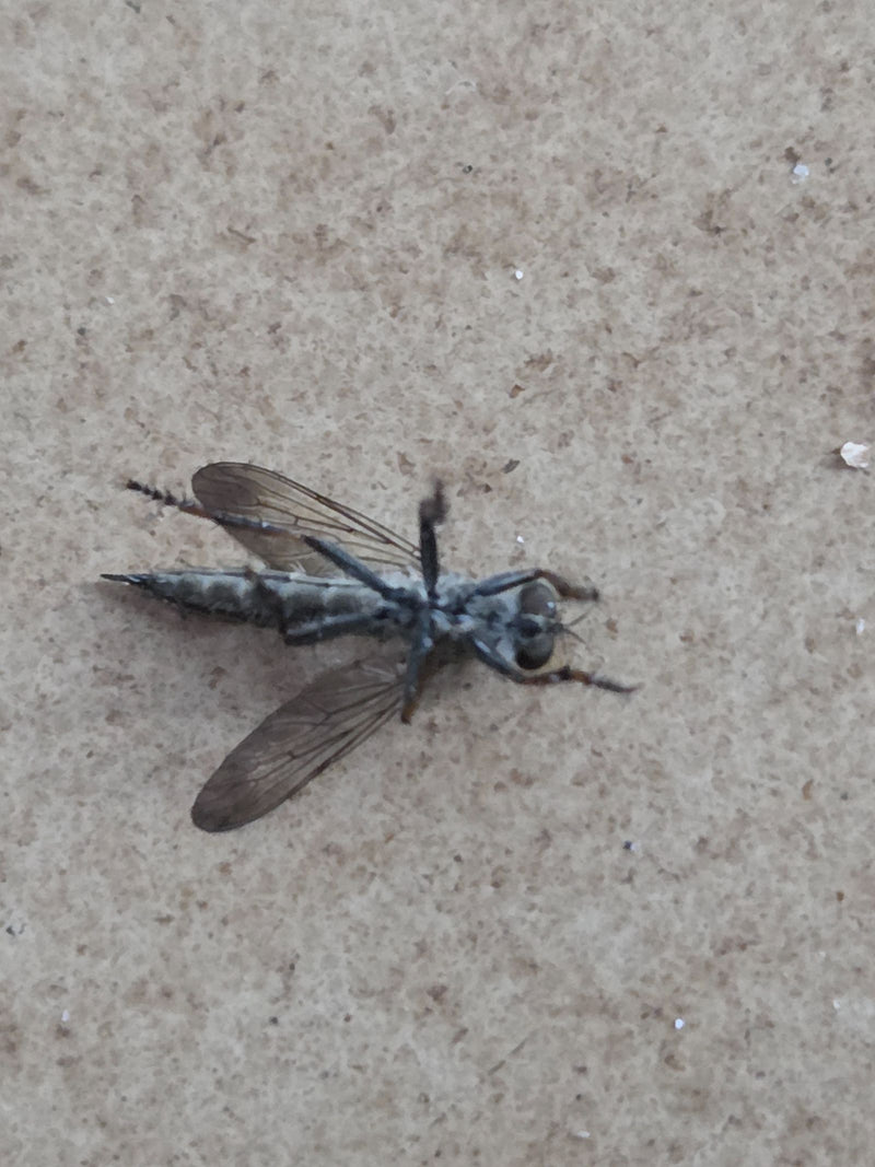 Raubfliege — Bild 4