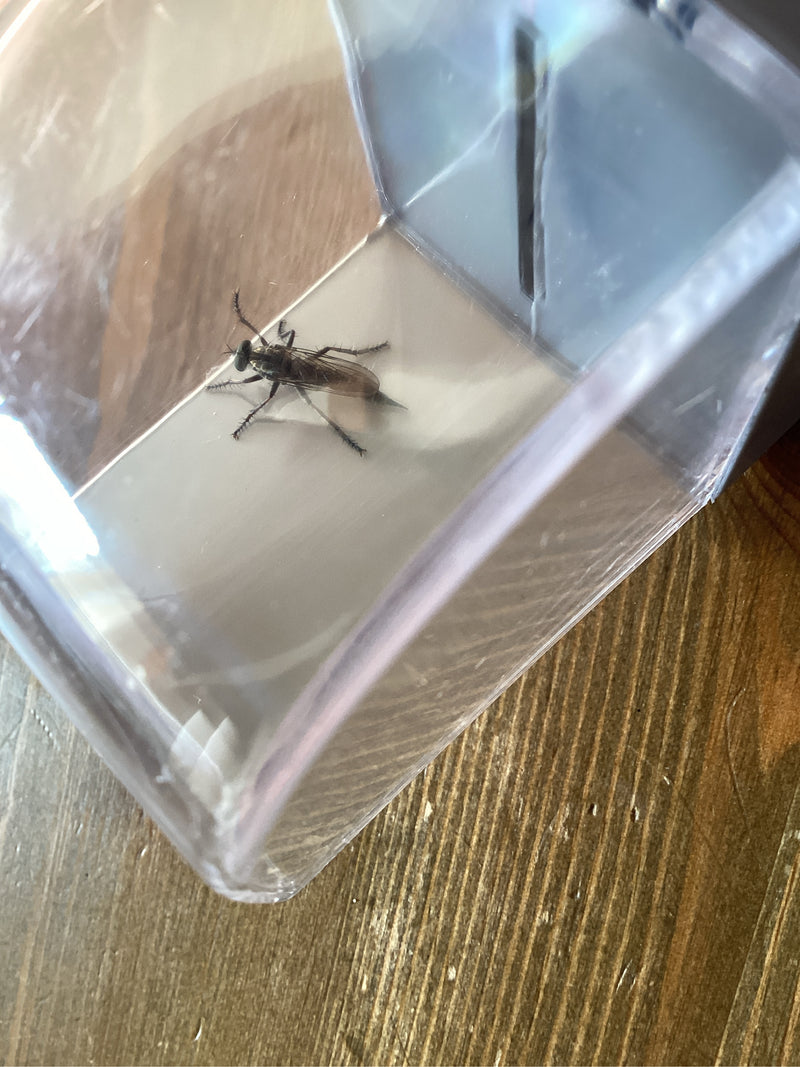 Raubfliege (Gattung Dioctria) — Bild 1 von 1