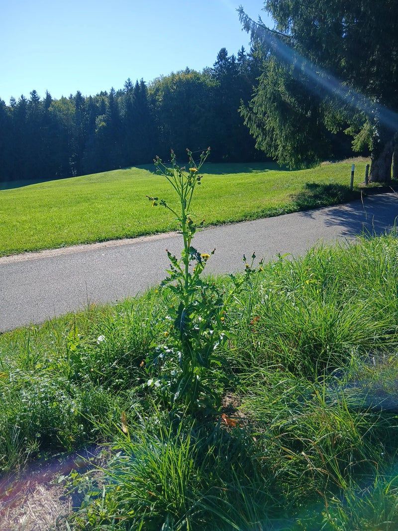 Raue Gänsedistel — Bild 3 von 12