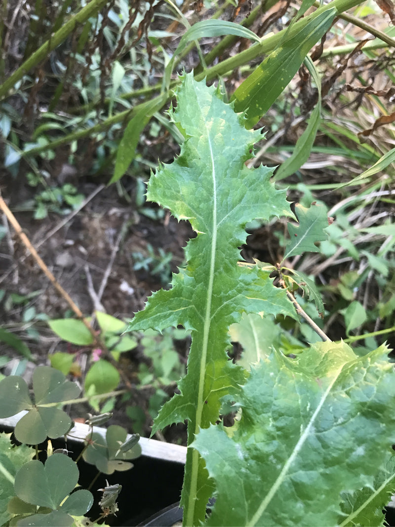 Raue Gänsedistel — Bild 2 von 12