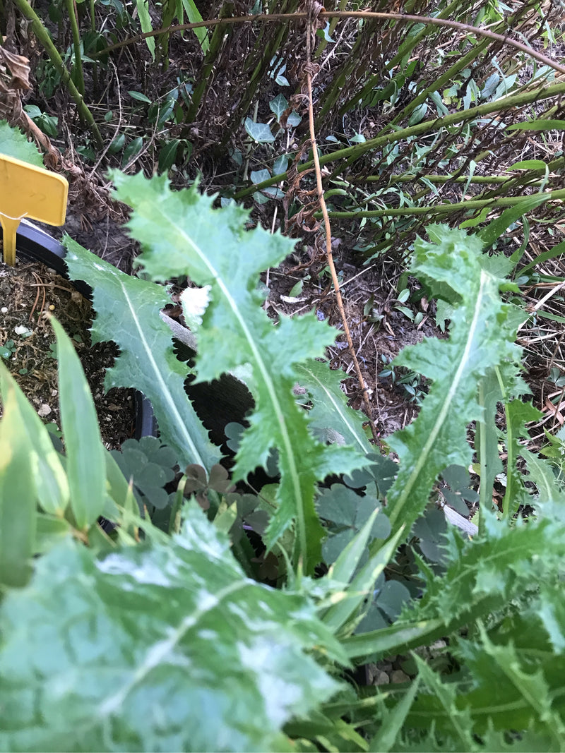 Raue Gänsedistel — Bild 1 von 12