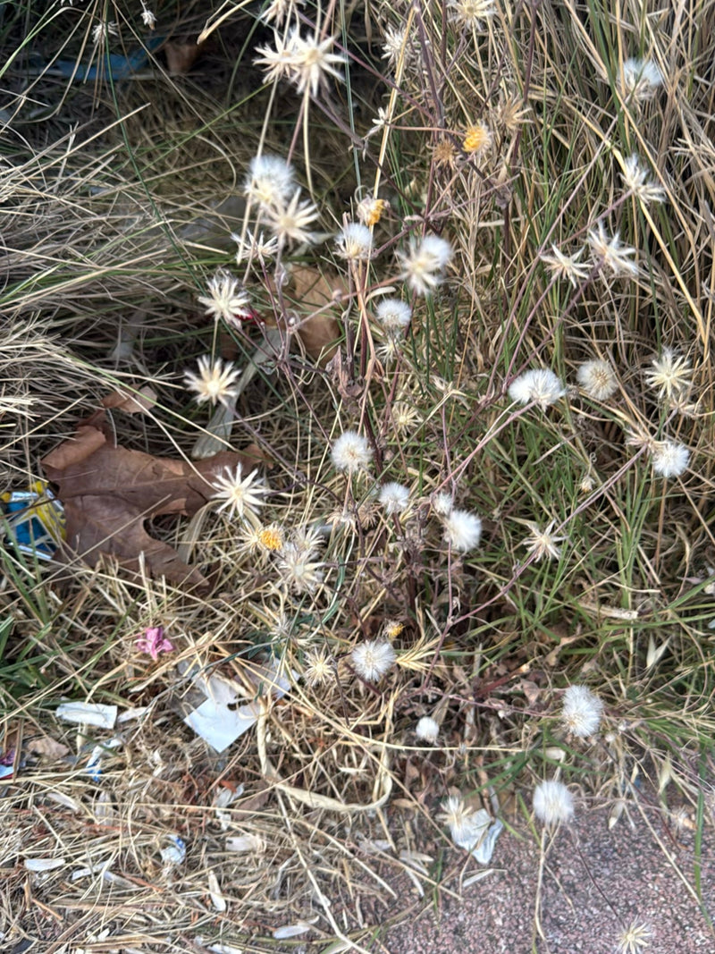 Rauhe Flockenblume — Bild 4