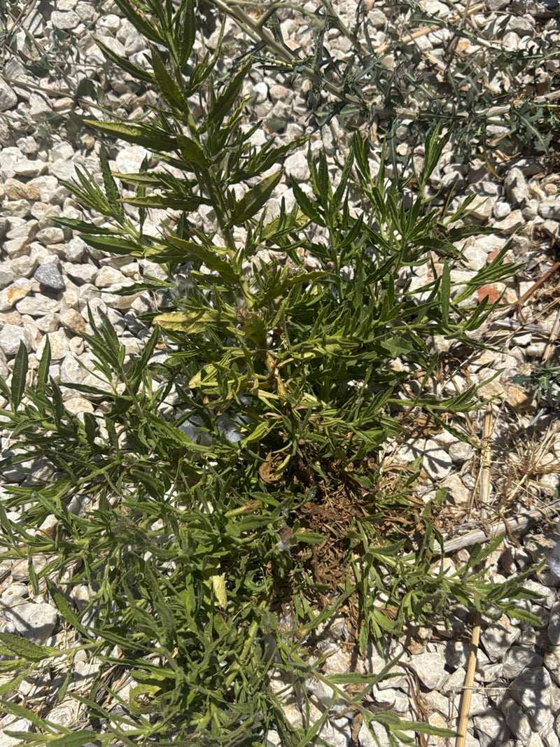 Rauhe Flockenblume — Bild 3