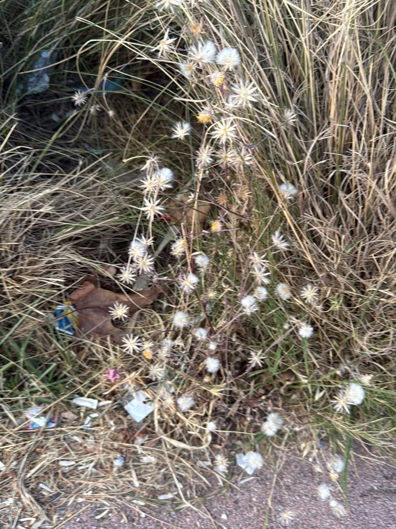 Rauhe Flockenblume — Bild 5