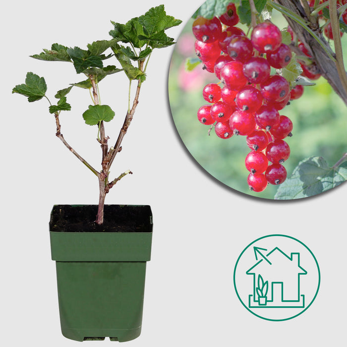 Ribes rubrum 'Jokheer van Tets' - Groseille précoce et à haut rendement