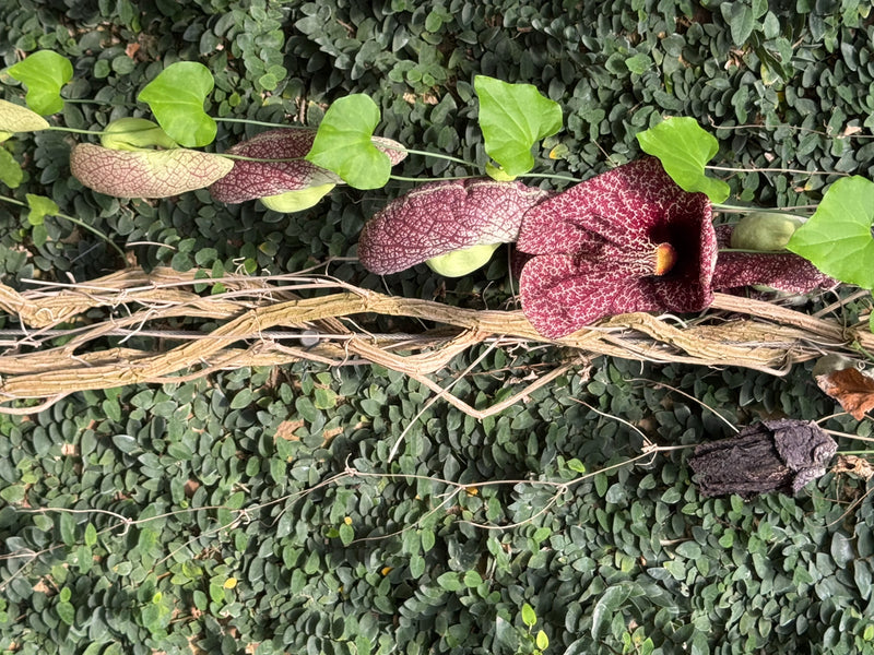 Eine blühende Riesen-Osterluzei rankt mit mehreren charakteristisch gemusterten Blüten und herzförmigen Blättern an einer Wand entlang.