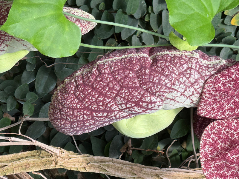 Eine Blüte der Riesen-Osterluzei mit ihrer typischen netzartigen, purpurnen Musterung wächst umgeben von grünen Blättern.