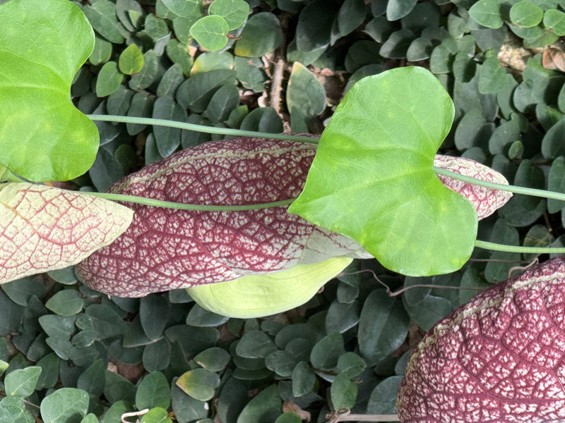 Aufsicht auf die charakteristisch violett-weiß gemusterten Blüten und die hellgrünen, herzförmigen Blätter einer Riesen-Osterluzei vor dichtem Blattwerk.