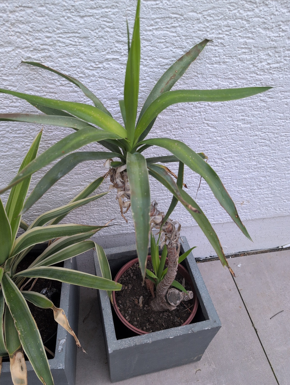 Yucca Palme  Silberkraft