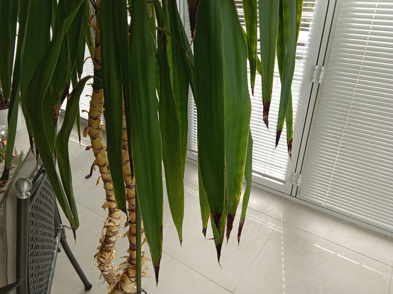Riesen-Palmlilie — Bild 3