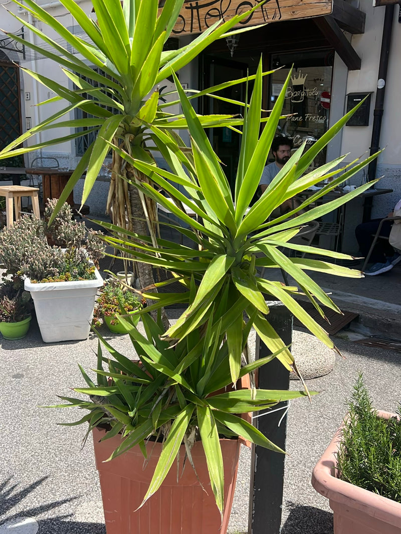 Riesen-Palmlilie — Bild 2