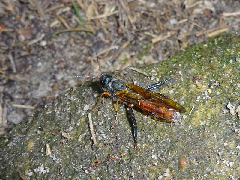 Riesenholzwespe — Bild 4