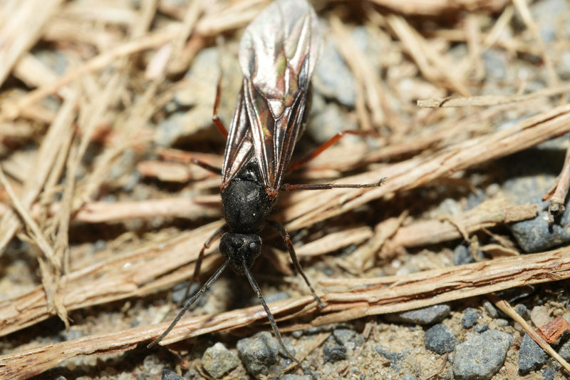 Riesenholzwespe — Bild 5