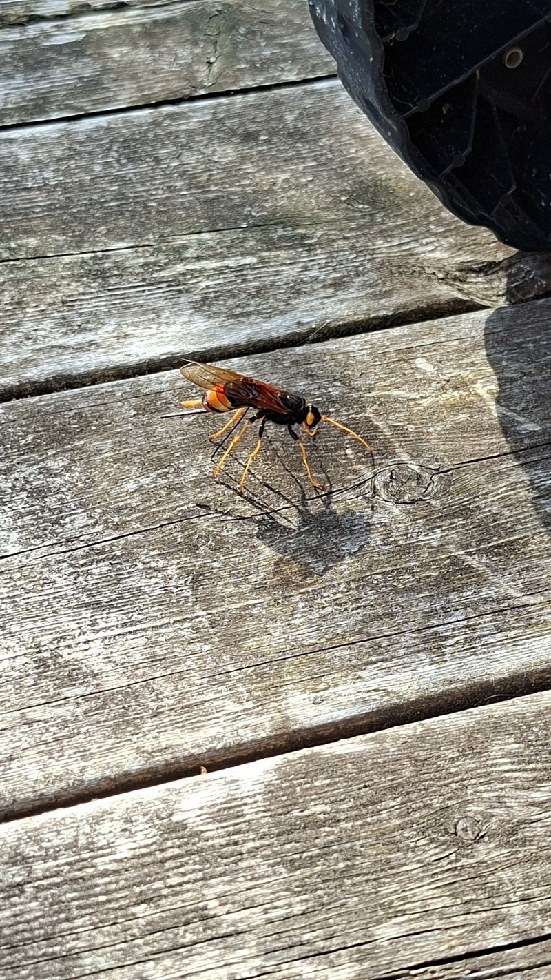 Riesenholzwespe — Bild 1