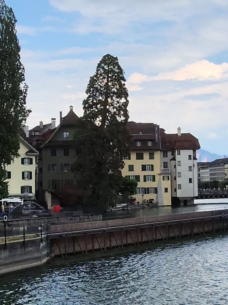 Riesenmammutbaum — Bild 4