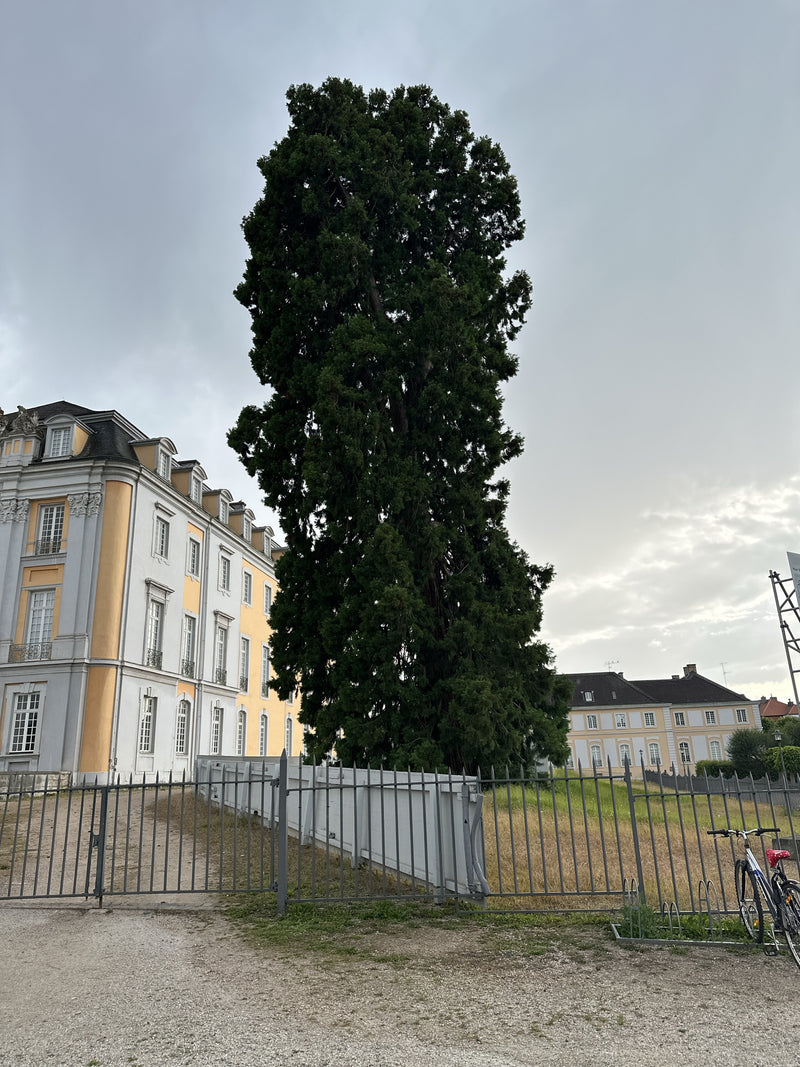 Riesenmammutbaum — Bild 4
