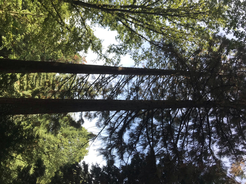 Auf dem Bild sind zwei große Riesenmammutbäume zu sehen, die in einem Wald stehen. Die Aufnahme erfolgt aus der Froschperspektive nach oben in die Kronen.