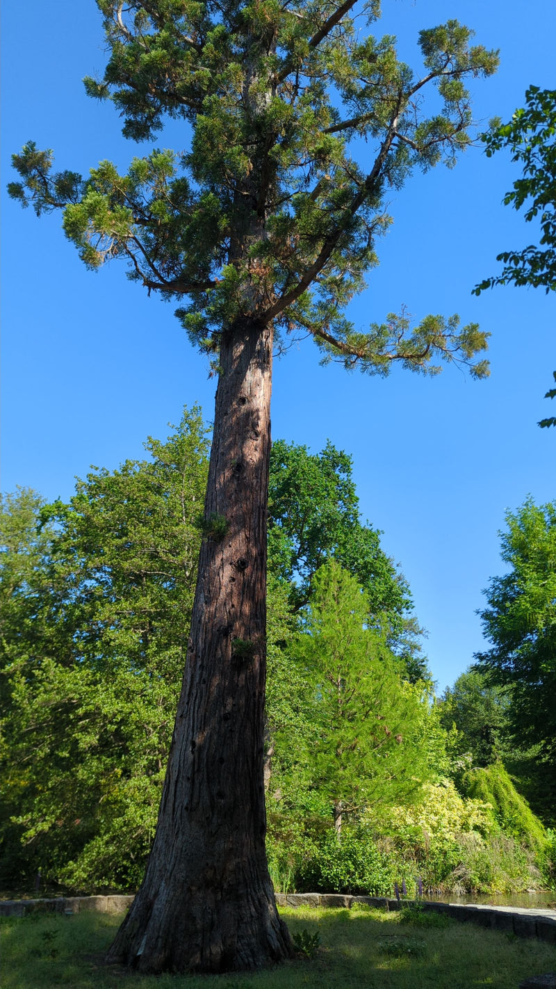 Riesenmammutbaum — Bild 3