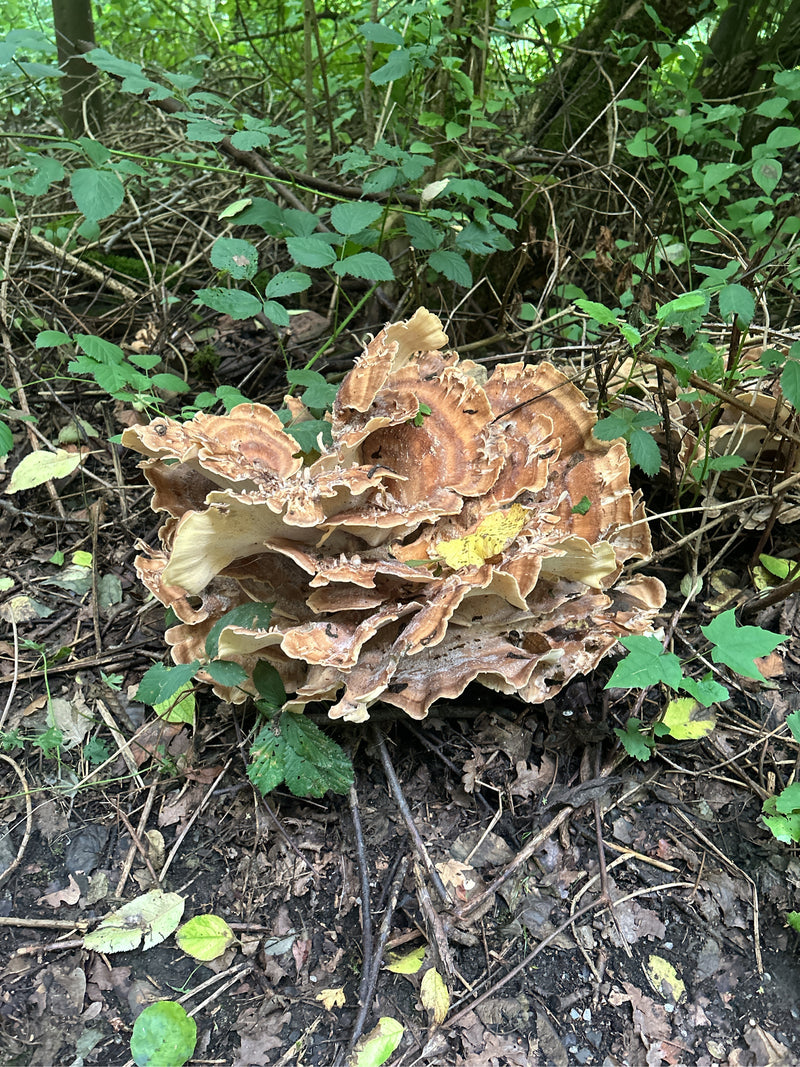 Riesenporling — Bild 1