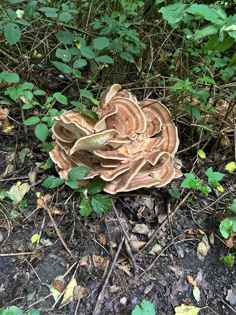 Riesenporling — Bild 2