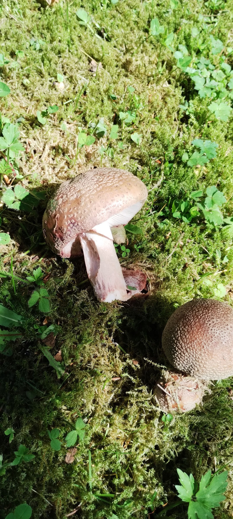 Riesenträuschling — Bild 1