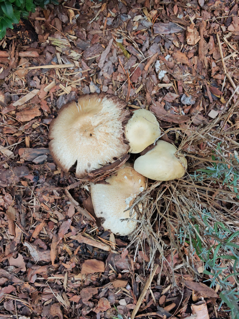 Mehrere Fruchtkörper des Riesenträuschlings wachsen gut erkennbar auf einem Untergrund aus Rindenmulch. Die Pilze zeigen verschiedene Reifestadien von hellen...