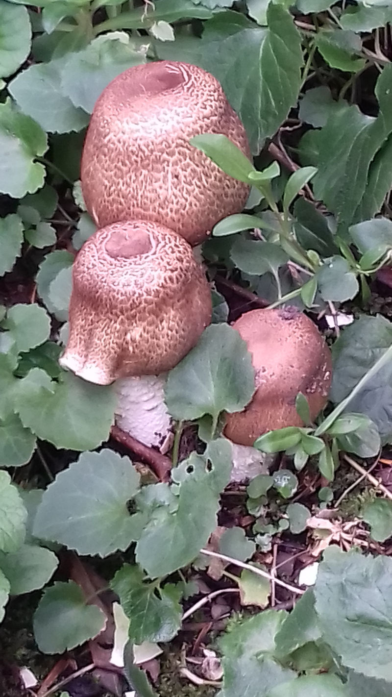 Riesenträuschling — Bild 2
