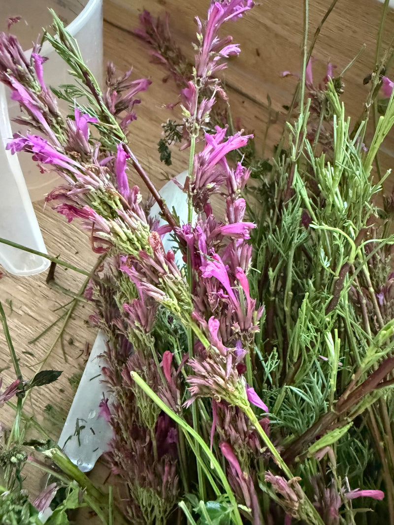 Riesenysop — Bild 1 von 3