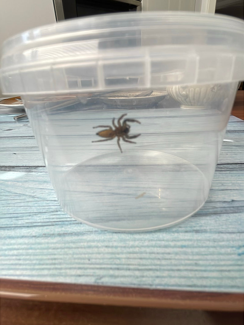 Rinden-Springspinne — Bild 3