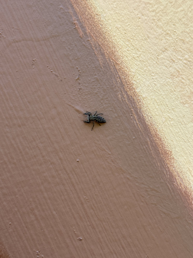 Rinden-Springspinne — Bild 5