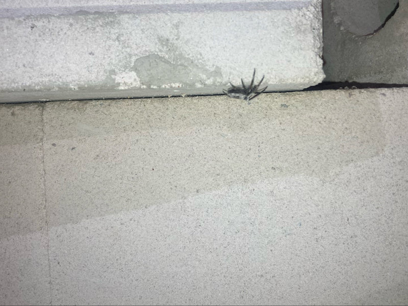 Rinden-Springspinne — Bild 5
