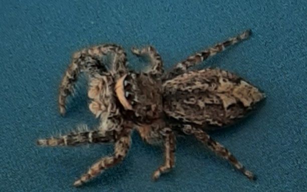 Rinden-Springspinne — Bild 4