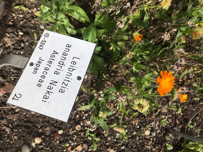 Zu sehen ist eine blühende Ringelblume mit typisch orangen Blütenkörbchen und grünen Blättern in einem Beet neben einem Pflanzenschild.