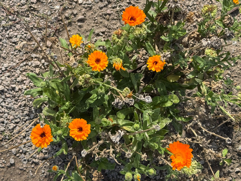 Eine blühende Ringelblume mit leuchtend orangefarbenen Blütenköpfen wächst auf kiesigem Untergrund.