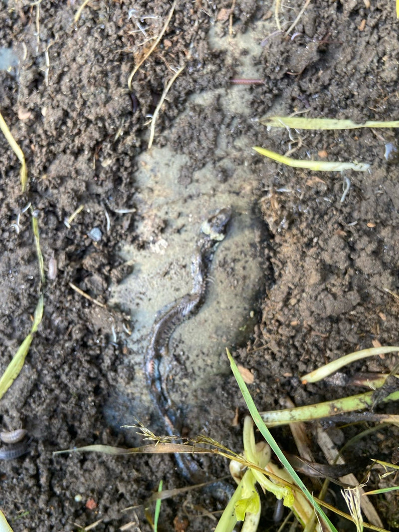 Ringelnatter — Bild 3